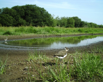 Lapwing recovery