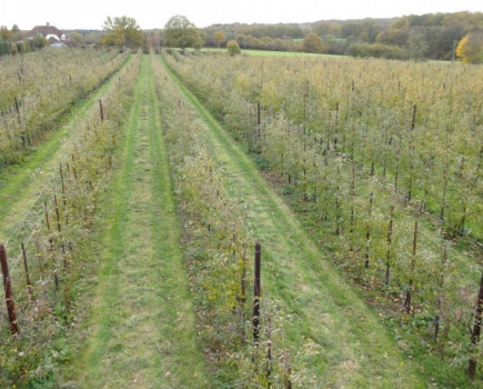 Elevated wealden orchards