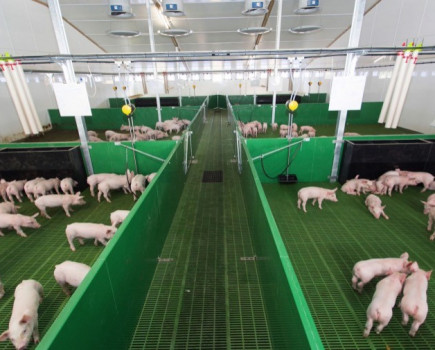 Keeping pigs in their comfort zone