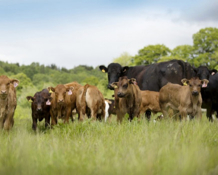 Limousin research creating new opportunity in suckler herds