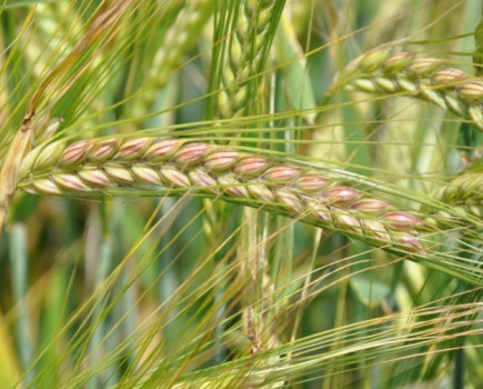 Big step forward for malting barley growers