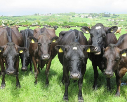 Pasture for Life milk certification launched