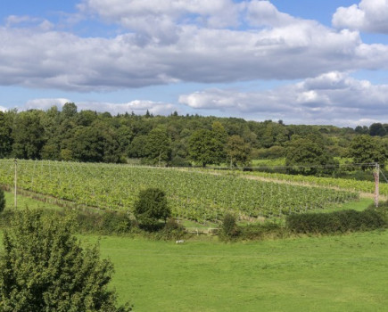 British farmland: A safe haven for investors?