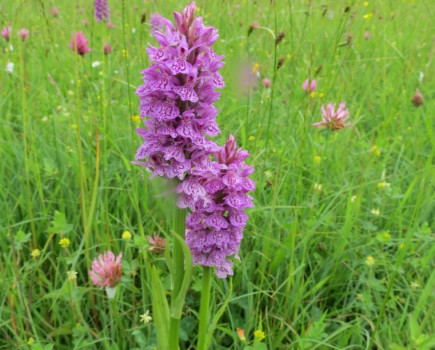 Window of opportunity to apply for Countryside Stewardship Scheme