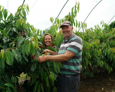 Protecting cherries with polytunnels