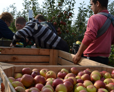 Do we need foreign labour in the British food system?