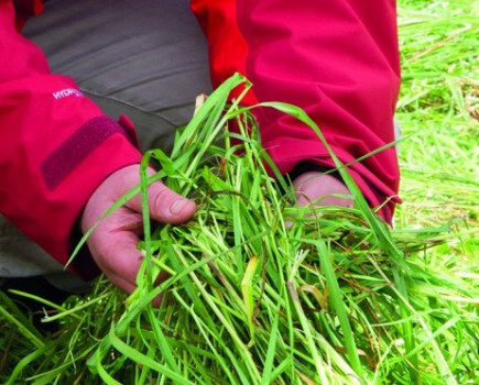 Maximise value of forthcoming silage cuts to make up for light first cuts