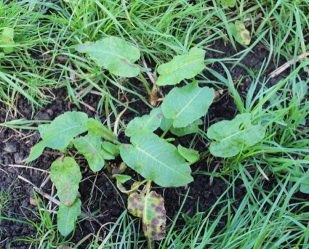 Plan now for pre-first cut weed control