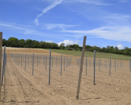 Investment in vineyards has rocketed