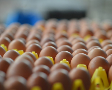 Nominate your heroes from the free range egg sector