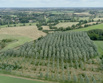 Blenheim boosts timber returns with English Willow