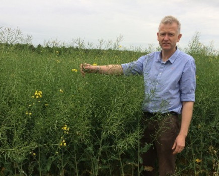 Top yielding Clearfield varieties in NIABTAG trials