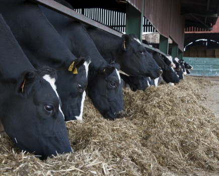 Silage still falling short of protein target