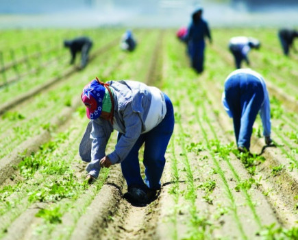 Farms are warned about forced labour