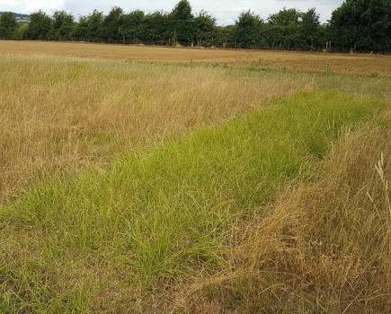 Festuloliums prove their worth in UK drought