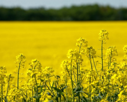 New scheme allows OSR growers to cut seed cost if crop fails