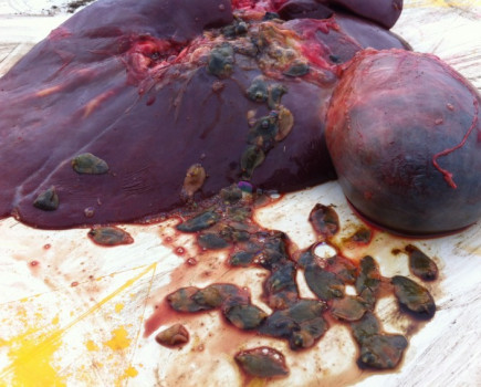 Liver fluke control needs targeted approach