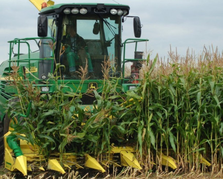 Start walking maize for quality forage