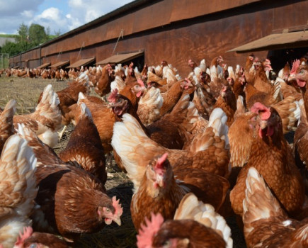 Shoppers flock to free range eggs