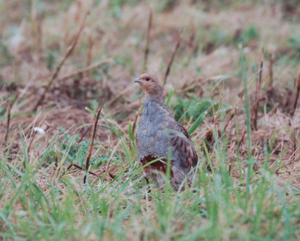 Every partridge counts