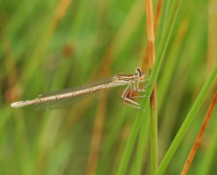 Insect populations impacted by climate change