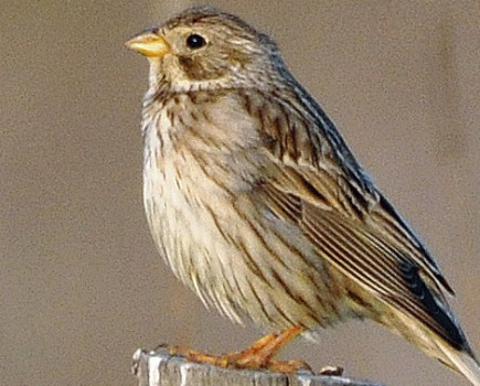 Know your birds for the big farmland bird count