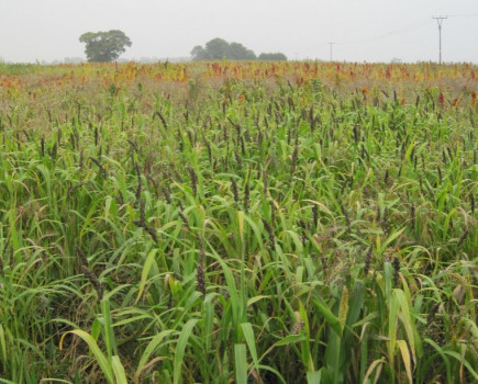 Weed control in game cover crops