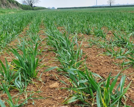 Weed pressure could increase following dry spell