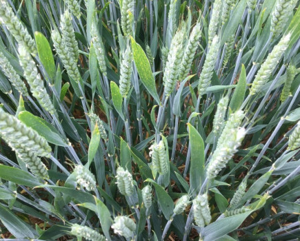 New feed wheat ‘Gleams’ with promise