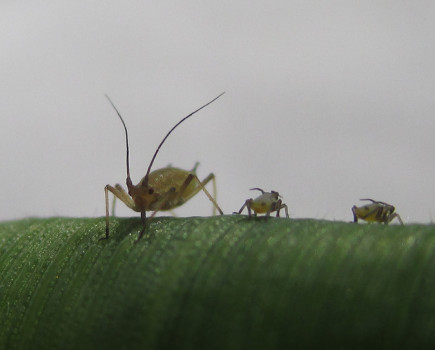 Spring cereals emerge to BYDV threat