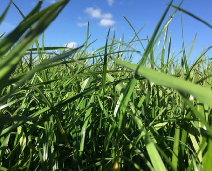 Uplift in farmers buying grass seed this autumn