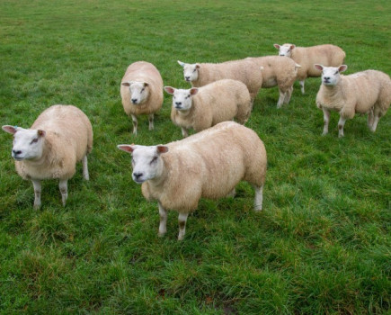 Making the most cost effective use of early autumn grazing