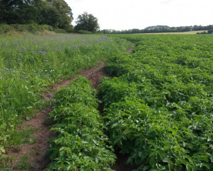 Green cover proves headland attraction