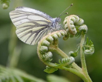 GWCT launches vision on farming through Brexit