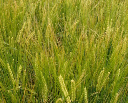 Figures reveal true value of spring barley in black-grass battle