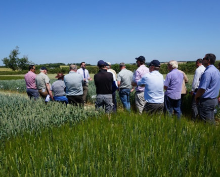 Picking out the top varieties for autumn sowing