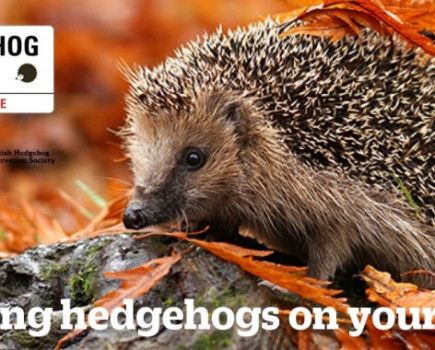 How to help rural hedgehogs