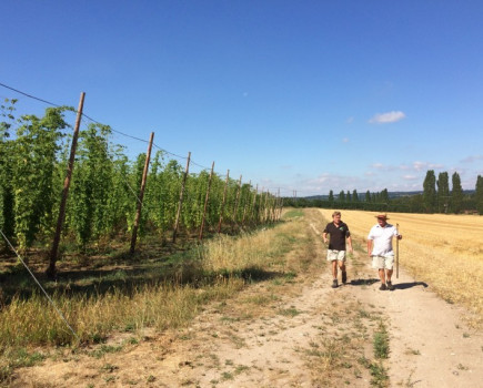 New hop garden to double hop yield