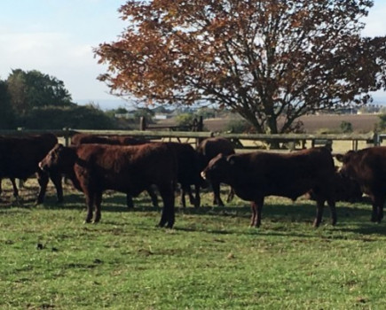 Holm Place herd wins Improved Herd Award for the Sussex breed