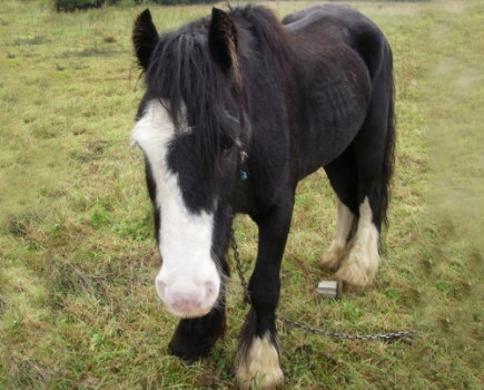 New law to stop fly grazing