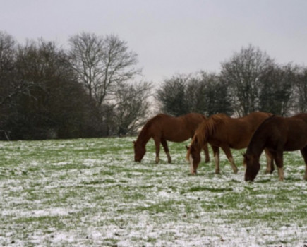 Don’t forget your animals as winter weather arrives