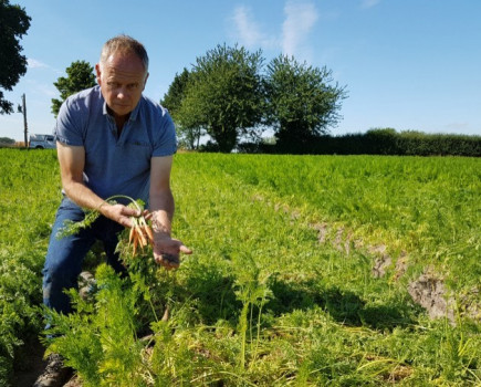 Growers face severe British carrot shortage