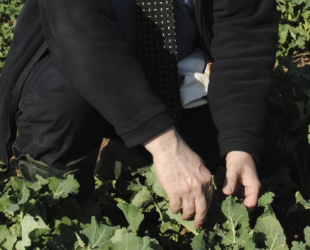 Variable OSR growth creates autumn fungicide challenge