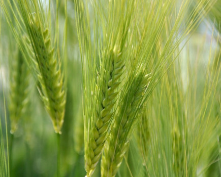 Hyvido hybrid barley cashback yield guarantee