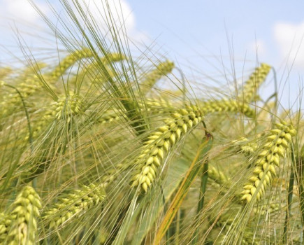 Latest app gives farmers an insight into hybrid barley returns