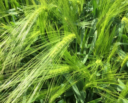 New hybrid raises the bar for UK barley yield