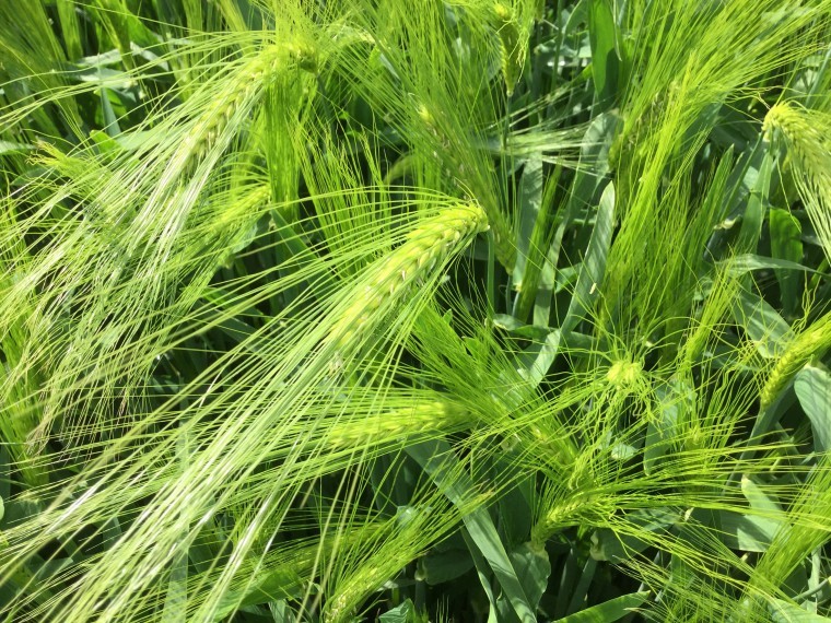 New hybrid raises the bar for UK barley yield