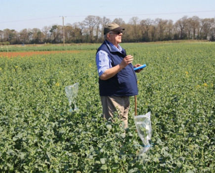 Pods look promising for oilseed rape