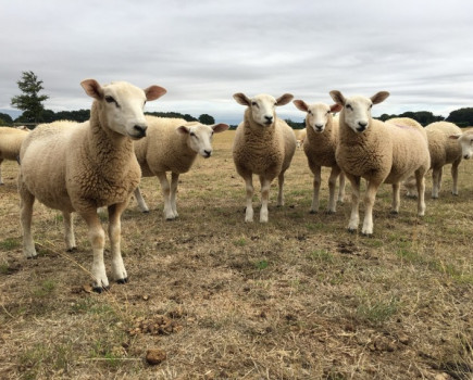 Hot, dry weather affects late-summer parasite risk