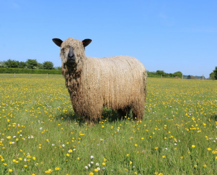 Strong market for specialist fleeces